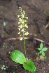  (Eulophia ochreata - DNAFR001574)  @11 [ ] Copyright (2016) Mital Bhatt Gujarat Biodiversity Gene Bank GSBTM DST