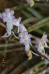  (Aerides ringens - DNAFR001588)  @11 [ ] Copyright (2016) Mital Bhatt Gujarat Biodiversity Gene Bank GSBTM DST