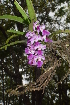  (Aerides maculosa - DNAFR001589)  @11 [ ] Copyright (2016) Mital Bhatt Gujarat Biodiversity Gene Bank GSBTM DST