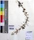  ( - DNAFR000173)  @11 [ ] Copyright (2014) Gujarat Biodiversity Gene Bank, GSBTM, DST, GoG Gujarat Biodiversity Gene Bank, GSBTM, DST, GoG
