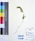  ( - DNAFR000220)  @11 [ ] Copyright (2014) Gujarat Biodiversity Gene Bank, GSBTM, DST, GoG Gujarat Biodiversity Gene Bank, GSBTM, DST, GoG
