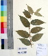  ( - DNAFR000355)  @11 [ ] Copyright (2014) Gujarat Biodiversity Gene Bank, GSBTM, DST, GoG Gujarat Biodiversity Gene Bank, GSBTM, DST, GoG