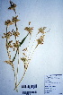  (Chionachne - DNAFR000318)  @11 [ ] Unspecified (default): All Rights Reserved  Gujarat Biodiversity Gene Bank, GSBTM, DST, GoG Gujarat Biodiversity Gene Bank, GSBTM, DST, GoG