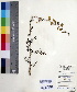 ( - DNAFR000531)  @11 [ ] Copyright (2014) Gujarat Biodiversity Gene Bank, GSBTM, DST, GoG Gujarat Biodiversity Gene Bank, GSBTM, DST, GoG