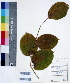  ( - DNAFR000418)  @11 [ ] Copyright (2014) Gujarat Biodiversity Gene Bank, GSBTM, DST, GoG Gujarat Biodiversity Gene Bank, GSBTM, DST, GoG