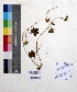  ( - DNAFR000608)  @11 [ ] Copyright (2014) Gujarat Biodiversity Gene Bank, GSBTM, DST, GoG Gujarat Biodiversity Gene Bank, GSBTM, DST, GoG