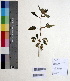  ( - DNAFR000624)  @11 [ ] Copyright (2014) Gujarat Biodiversity Gene Bank, GSBTM, DST, GoG Gujarat Biodiversity Gene Bank, GSBTM, DST, GoG