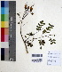 ( - DNAFR000630)  @11 [ ] Copyright (2014) Gujarat Biodiversity Gene Bank, GSBTM, DST, GoG Gujarat Biodiversity Gene Bank, GSBTM, DST, GoG