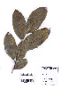  ( - DNAFR000740)  @11 [ ] Copyright (2015) Gujarat Biodiversity Gene Bank, GSBTM, DST, GoG Gujarat Biodiversity Gene Bank, GSBTM, DST, GoG