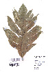  (Artocarpus altilis - DNAFR000742)  @11 [ ] Copyright (2015) Gujarat Biodiversity Gene Bank, GSBTM, DST, GoG Gujarat Biodiversity Gene Bank, GSBTM, DST, GoG
