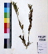  ( - DNAFR000822)  @11 [ ] Copyright (2015) Gujarat Biodiversity Gene Bank Gujarat Biodiversity Gene Bank, GSBTM, DST, GoG, India