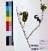  ( - DNAFR000829)  @11 [ ] Copyright (2015) Gujarat Biodiversity Gene Bank Gujarat Biodiversity Gene Bank, GSBTM, DST, GoG, India