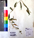  ( - DNAFR001019)  @11 [ ] Copyright (2015) Gujarat Biodiversity Gene Bank, GSBTM, DST, GoG Gujarat Biodiversity Gene Bank, GSBTM, DST, GoG