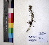  ( - DNAFR000956)  @11 [ ] Copyright (2015) Gujarat Biodiversity Gene Bank Gujarat Biodiversity Gene Bank, GSBTM, DST, GoG, India