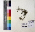  ( - DNAFR000956)  @11 [ ] Copyright (2015) Gujarat Biodiversity Gene Bank Gujarat Biodiversity Gene Bank, GSBTM, DST, GoG, India