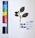  ( - DNAFR000964)  @11 [ ] Copyright (2015) Gujarat Biodiversity Gene Bank Gujarat Biodiversity Gene Bank, GSBTM, DST, GoG, India