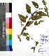  ( - DNAFR001057)  @11 [ ] Copyright (2015) Gujarat Biodiversity Gene Bank, GSBTM, DST, GoG Gujarat Biodiversity Gene Bank, GSBTM, DST, GoG