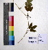  ( - DNAFR000982)  @11 [ ] Copyright (2015) Gujarat Biodiversity Gene Bank Gujarat Biodiversity Gene Bank, GSBTM, DST, GoG, India