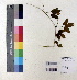  ( - DNAFR000982)  @11 [ ] Copyright (2015) Gujarat Biodiversity Gene Bank Gujarat Biodiversity Gene Bank, GSBTM, DST, GoG, India