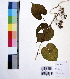  ( - DNAFR000983)  @11 [ ] Copyright (2015) Gujarat Biodiversity Gene Bank Gujarat Biodiversity Gene Bank, GSBTM, DST, GoG, India
