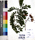 ( - DNAFR001078)  @11 [ ] Copyright (2015) Gujarat Biodiversity Gene Bank, GSBTM, DST, GoG Gujarat Biodiversity Gene Bank, GSBTM, DST, GoG