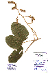 ( - DNAFR001103)  @11 [ ] Copyright (2015) Gujarat Biodiversity Gene Bank, GSBTM, DST, GoG Gujarat Biodiversity Gene Bank, GSBTM, DST, GoG
