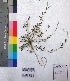  ( - DNAFR001016)  @11 [ ] Copyright (2015) Gujarat Biodiversity Gene Bank, GSBTM, DST, GoG Gujarat Biodiversity Gene Bank, GSBTM, DST, GoG