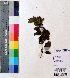 ( - DNAFR001125)  @11 [ ] Copyright (2015) Gujarat Biodiversity Gene Bank, GSBTM, DST, GoG Gujarat Biodiversity Gene Bank, GSBTM, DST, GoG