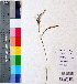  ( - DNAFR001137)  @11 [ ] Copyright (2015) Gujarat Biodiversity Gene Bank, GSBTM, DST, GoG Gujarat Biodiversity Gene Bank, GSBTM, DST, GoG