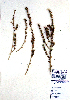  ( - DNAFR001227)  @11 [ ] Copyright (2015) Gujarat Biodiversity Gene Bank, GSBTM, DST, GoG Gujarat Biodiversity Gene Bank, GSBTM, DST, GoG