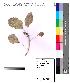  (Ficus benghalensis var. krishnae - DNAFR000085)  @11 [ ] Copyright (2012) Unspecified Gujarat State Biotechnology Mission