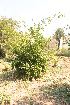  ( - DNAFR001543)  @11 [ ] Copyright (2016) Gujarat Biodiversity Gene Bank Gujart Biodiversity Gene Bank