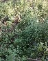  ( - DNAFR001154)  @11 [ ] Copyright (2015) Gujarat Biodiversity Gene Bank, GSBTM, DST, GoG Gujarat Biodiversity Gene Bank, GSBTM, DST, GoG