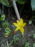  (Zephyranthes citrina - DNAFR000875)  @11 [ ] Copyright (2015) Gujarat Biodiversity Gene Bank, GSBTM, DST, GoG Gujarat Biodiversity Gene Bank, GSBTM, DST, GoG