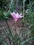  (Zephyranthes rosea - DNAFR000748)  @11 [ ] Copyright (2014) Gujarat Biodiversity Gene Bank, GSBTM, DST, GoG Gujarat Biodiversity Gene Bank, GSBTM, DST, GoG