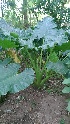  (Alocasia odora - DNAFR000877)  @11 [ ] Copyright (2015) Gujarat Biodiversity Gene Bank, GSBTM, DST, GoG Gujarat Biodiversity Gene Bank, GSBTM, DST, GoG