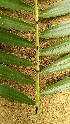  ( - DNAFR001361)  @11 [ ] Copyright (2015) Gujarat Biodiversity Gene Bank, GSBTM, DST, GoG Gujarat Biodiversity Gene Bank, GSBTM, DST, GoG