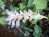  ( - DNAFR000766)  @11 [ ] Copyright (2014) Gujarat Biodiversity Gene Bank, GSBTM, DST, GoG Gujarat Biodiversity Gene Bank, GSBTM, DST, GoG