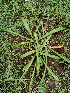  ( - DNAFR000773)  @11 [ ] Copyright (2014) Gujarat Biodiversity Gene Bank, GSBTM, DST, GoG Gujarat Biodiversity Gene Bank, GSBTM, DST, GoG