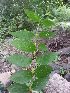  ( - DNAFR000848)  @11 [ ] Copyright (2014) Gujarat Biodiversity Gene Bank, GSBTM, DST, GoG Gujarat Biodiversity Gene Bank, GSBTM, DST, GoG