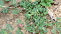  ( - DNAFR000809)  @11 [ ] Copyright (2014) Gujarat Biodiversity Gene Bank, GSBTM, DST, GoG Gujarat Biodiversity Gene Bank, GSBTM, DST, GoG