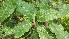  ( - DNAFR000813)  @11 [ ] Copyright (2014) Gujarat Biodiversity Gene Bank, GSBTM, DST, GoG Gujarat Biodiversity Gene Bank, GSBTM, DST, GoG