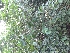  ( - DNAFR000829)  @11 [ ] Copyright (2014) Gujarat Biodiversity Gene Bank, GSBTM, DST, GoG Gujarat Biodiversity Gene Bank, GSBTM, DST, GoG
