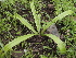  ( - DNAFR000782)  @11 [ ] Copyright (2014) Gujarat Biodiversity Gene Bank, GSBTM, DST, GoG Gujarat Biodiversity Gene Bank, GSBTM, DST, GoG