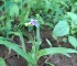  ( - DNAFR000786)  @11 [ ] Copyright (2014) Gujarat Biodiversity Gene Bank, GSBTM, DST, GoG Gujarat Biodiversity Gene Bank, GSBTM, DST, GoG