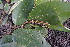  ( - DNAFR000927)  @11 [ ] Copyright (2014) Gujarat Biodiversity Gene Bank, GSBTM, DST, GoG Gujarat Biodiversity Gene Bank, GSBTM, DST, GoG