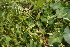  ( - DNAFR000932)  @11 [ ] Copyright (2014) Gujarat Biodiversity Gene Bank, GSBTM, DST, GoG Gujarat Biodiversity Gene Bank, GSBTM, DST, GoG