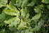  (Combretum collinumsubsp - DNAFR000939)  @11 [ ] Copyright (2014) Gujarat Biodiversity Gene Bank, GSBTM, DST, GoG Gujarat Biodiversity Gene Bank, GSBTM, DST, GoG