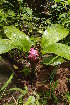  (Curcuma inodora - DNAFR000945)  @11 [ ] Copyright (2014) Gujarat Biodiversity Gene Bank, GSBTM, DST, GoG Gujarat Biodiversity Gene Bank, GSBTM, DST, GoG