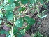  ( - DNAFR000947)  @11 [ ] Copyright (2014) Gujarat Biodiversity Gene Bank, GSBTM, DST, GoG Gujarat Biodiversity Gene Bank, GSBTM, DST, GoG